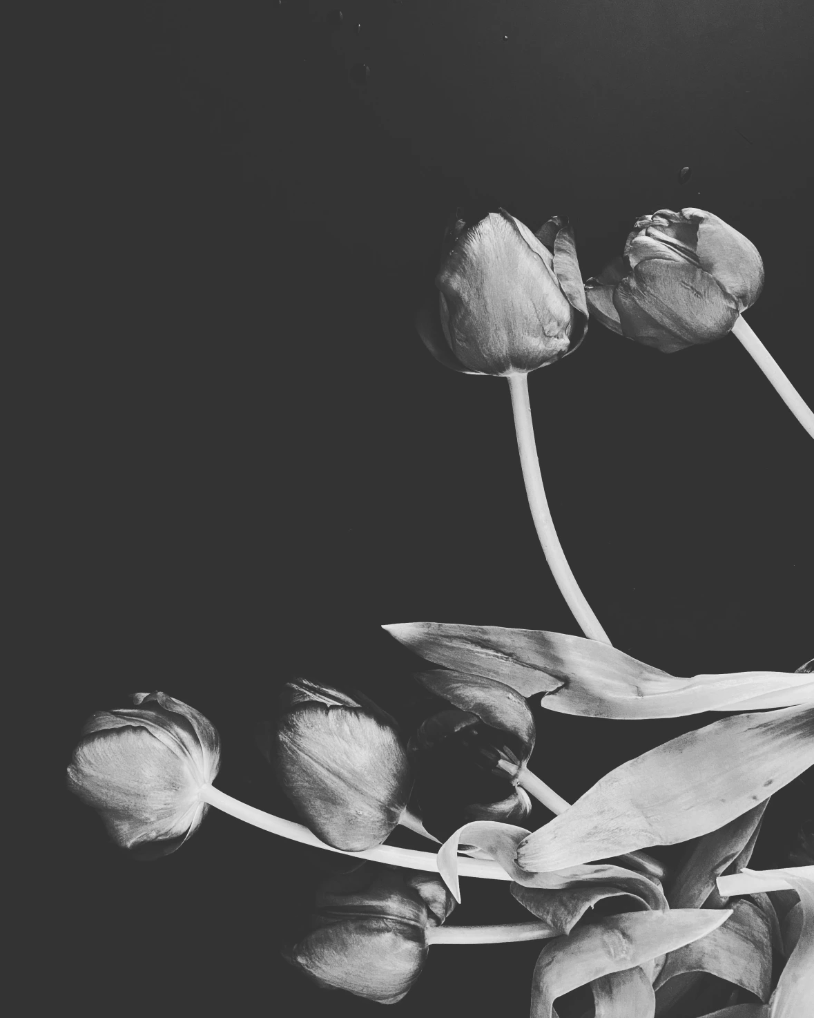 May Gil Photography - Black and white photo of a rose with a black background.